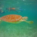 Turtles Akumal