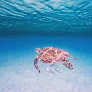 tulum transport tours